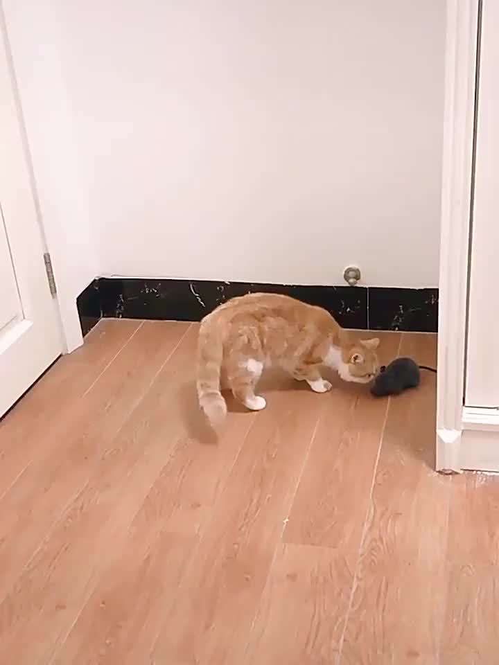 Jouet Souris Télécommandée – Pour Chats & Chiens, Plastique Durable, Fun Assuré !